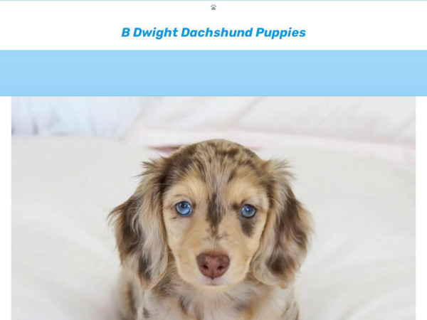 Bdwightdachshundpuppies.net - Dachshund Puppy Scam Review