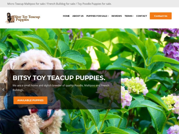 Bitsytoyteacuppuppies.net - Yorkshire Terrier Puppy Scam Review