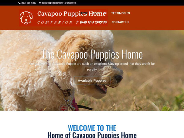 Cavapoopuppieshome.com - Cavapoo Puppy Scam Review