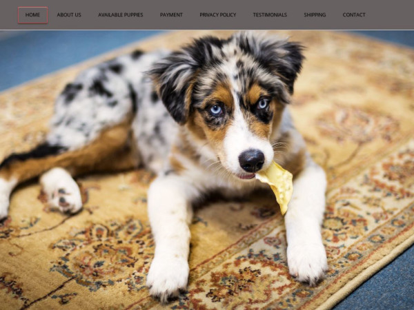 Classicaussies.com - Australian Shepherd Puppy Scam Review