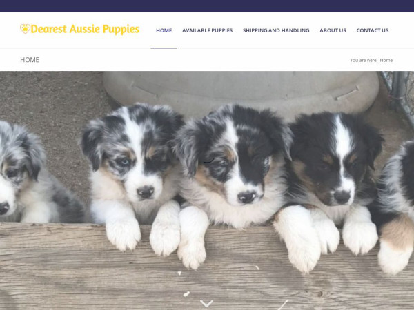 Dearestaussiepuppies.com - Australian Shepherd Puppy Scam Review