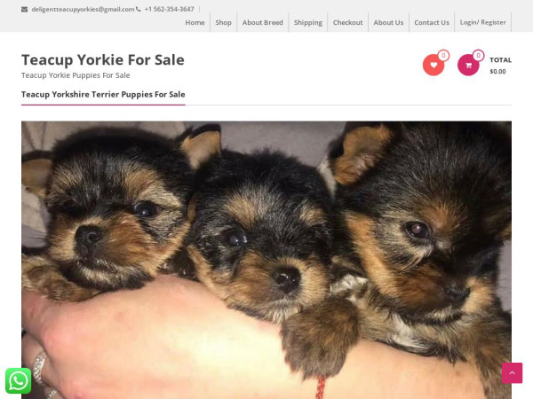 Deligentteacupyorkiesgroup.com - Yorkshire Terrier Puppy Scam Review