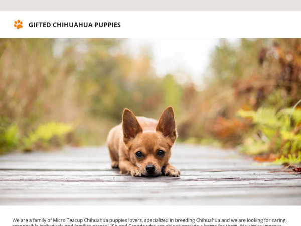 Giftedchihuahuahome.com - Chihuahua Puppy Scam Review