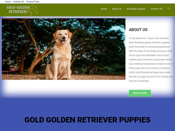 Gold-goldenretrieverpuppies.com - Golden Retriever Puppy Scam Review