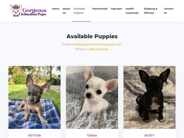 Gorgeouschihuahuapups.com - Chihuahua Puppy Scam Review