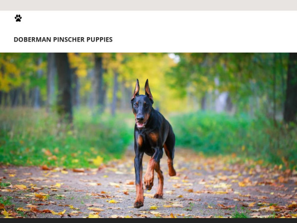 Highqualitydobermanpups.com - Doberman Pinscher Puppy Scam Review