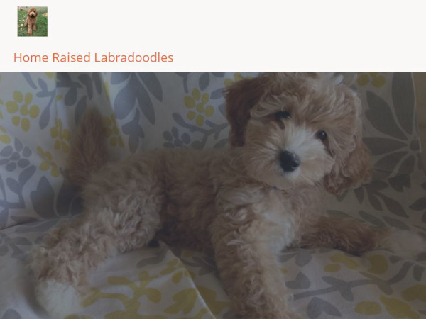 Hrlabdoodles.com - Labradoodle Puppy Scam Review