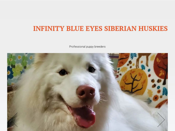 Infinitysiberianhuskies.com - Husky Puppy Scam Review