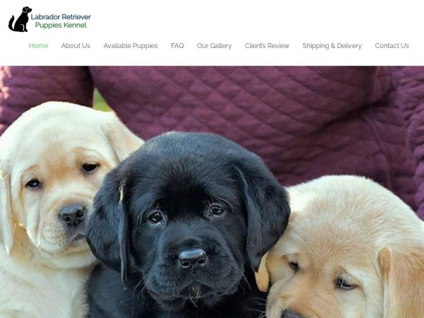 Labradorretrieverpuppieskennel.com - Golden Retriever Puppy Scam Review