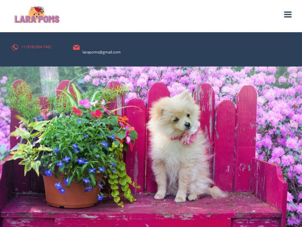 Larapoms.com - Pomeranian Puppy Scam Review