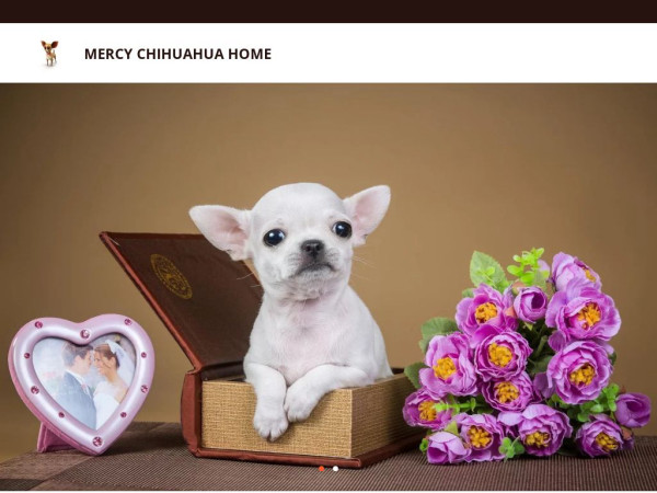 Mercychihuahuapups.com - Chihuahua Puppy Scam Review