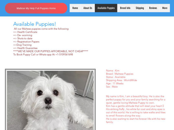 Myhelpfullpuppies.com - Maltese Puppy Scam Review