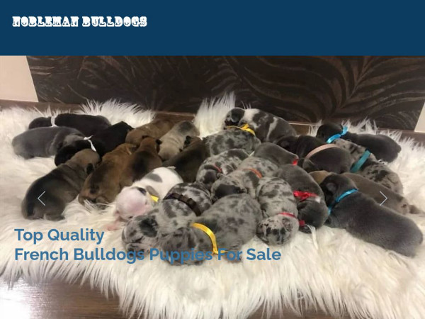 Noblemanbulldogs.com - Bulldog Puppy Scam Review