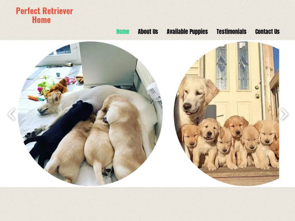 Perfectretrievershome.com - Golden Retriever Puppy Scam Review