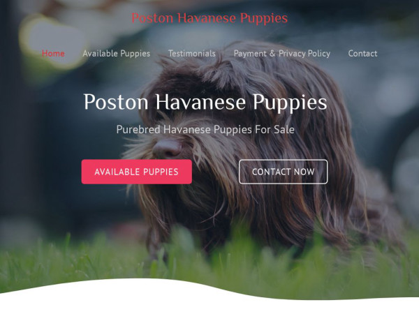 Postonhavanesepuppies.com - Havanese Puppy Scam Review