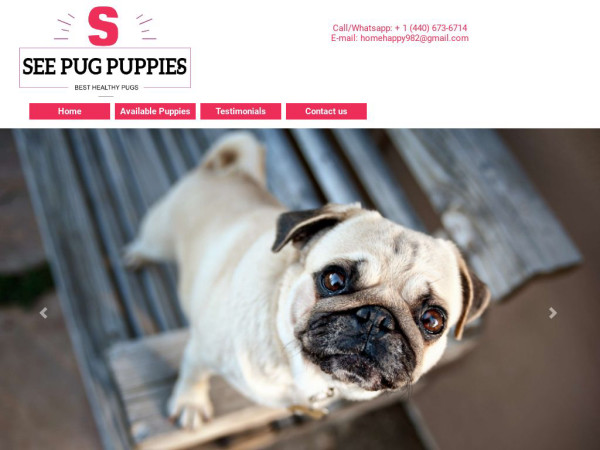 Seekpugpuppies.com - Pug Puppy Scam Review