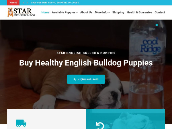 Starenglishbulldogs.com - English Bulldog Puppy Scam Review