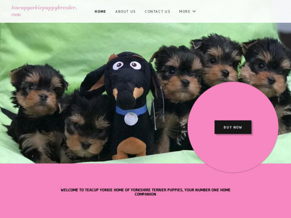 Teacupyorkiepuppybreeder.com - Yorkshire Terrier Puppy Scam Review