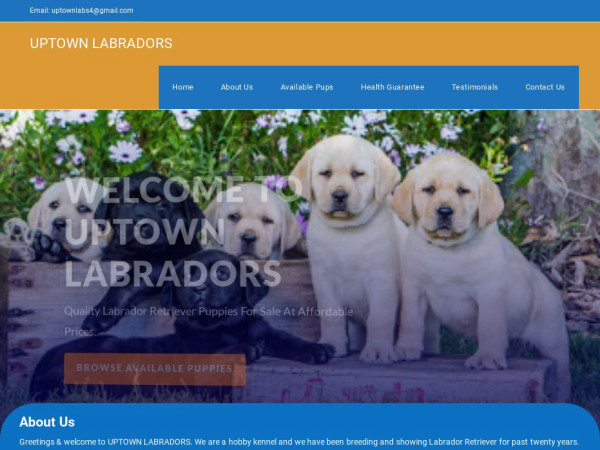 Uptownlabrador.com - Golden Retriever Puppy Scam Review