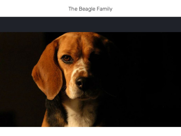 4legfarm.com - Beagle Puppy Scam Review