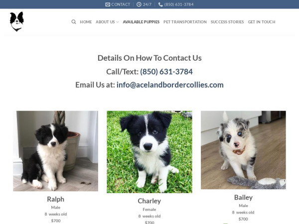 Acelandbordercollies.com - Bordercollie Puppy Scam Review