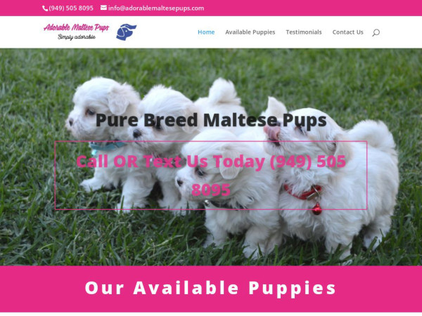 Adorablemaltesepups.com - Maltese Puppy Scam Review