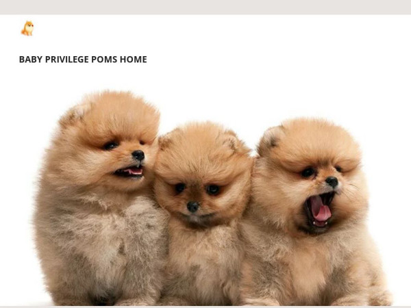 Babyprivilegepoms.com - Pomeranian Puppy Scam Review