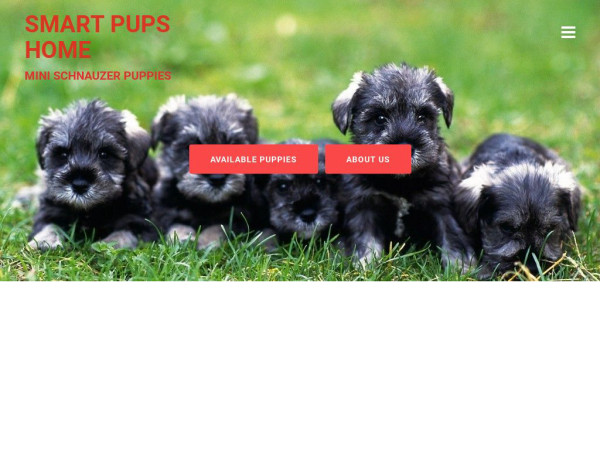 Bestpupsforyou.com - Schnauzer Puppy Scam Review