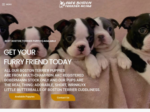 Cutebostonterrierhome.com - Boston Terrier Puppy Scam Review