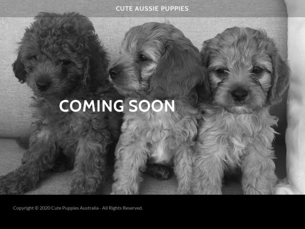 Cutecavoodlepups.com - Cavapoo Puppy Scam Review