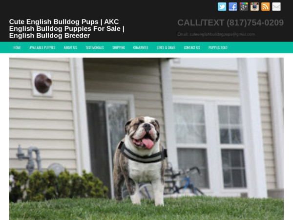 Cuteenglishbulldogpups.com - English Bulldog Puppy Scam Review