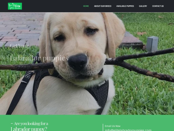 Elitelabradorpuppies.com - Labrador Puppy Scam Review