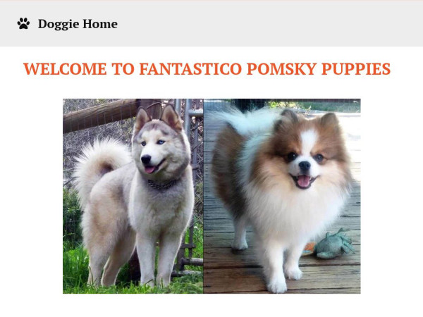 Fantastipomsky.com - Pomeranian Puppy Scam Review