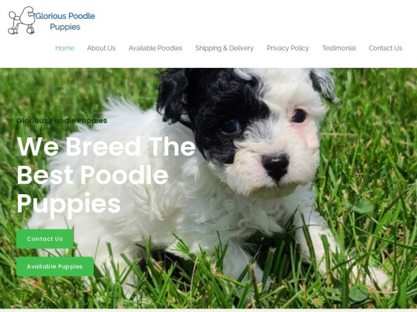 Gloriouspoodlepuppies.com - Poodle Puppy Scam Review