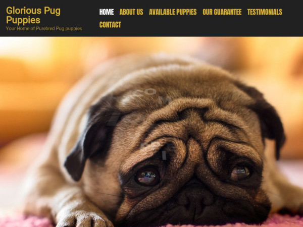 Gloriouspugpuppies.com - Pug Puppy Scam Review