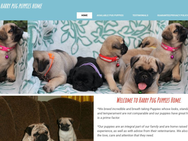 Harrypugpuppies.com - Pug Puppy Scam Review