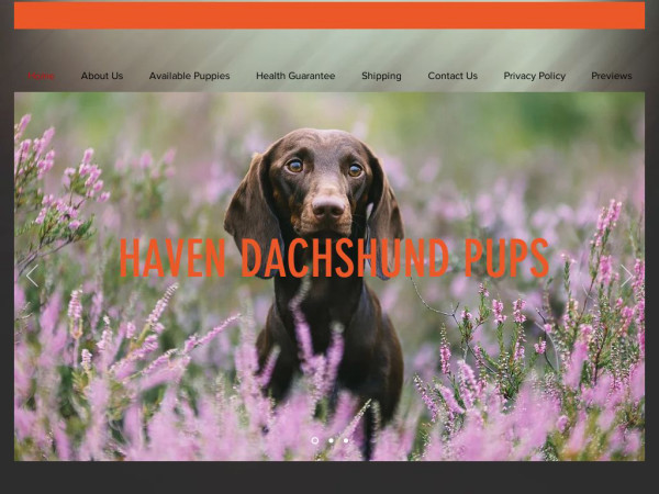 Havendachshunds.com - Dachshund Puppy Scam Review