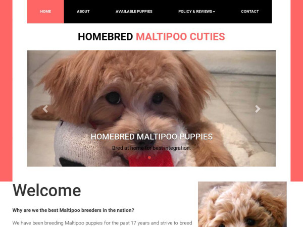 Homebredmaltipoos.info - Maltipoo Puppy Scam Review