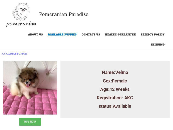 Homepomeranianparadise.com - Pomeranian Puppy Scam Review