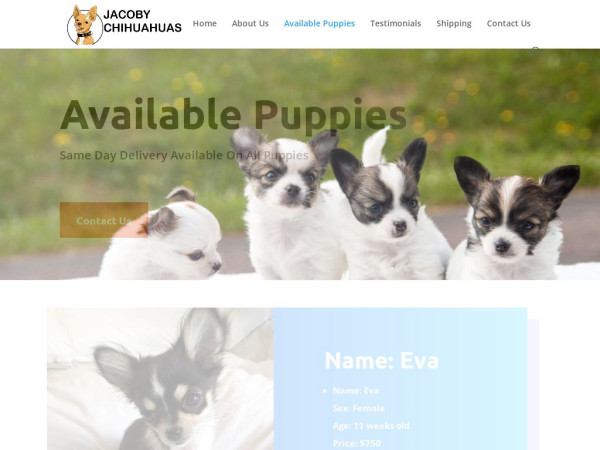 Jacobychihuahuas.com - Chihuahua Puppy Scam Review