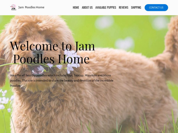 Jampoodle.com - Poodle Puppy Scam Review