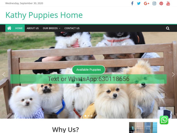 Kathypuppieshome.com - Pomeranian Puppy Scam Review