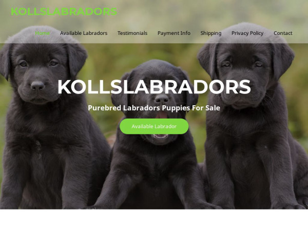 Kollslabradors.com - Labrador Puppy Scam Review