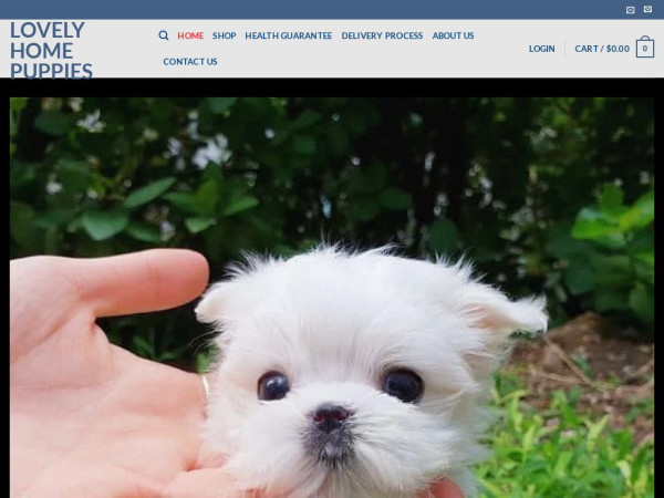 Lovelyhomepuppies.com - Maltese Puppy Scam Review