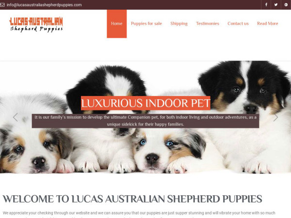 Lucasaustraliashepherdpuppies.com - Germanshepherd Puppy Scam Review