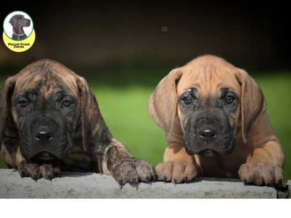 Marvelgreatdanes.com - Great Dane Puppy Scam Review