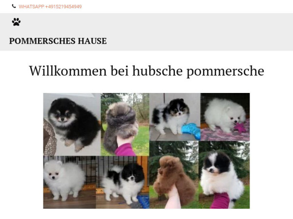 Monapommersche.net - Pomeranian Puppy Scam Review