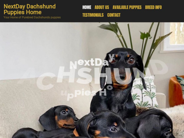 Nextdaydachshundpuppieshome.com - Dachshund Puppy Scam Review