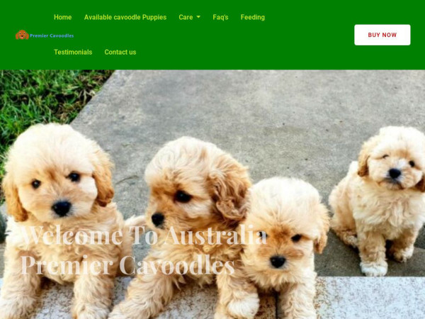 Premiercavoodles.com - Cavapoo Puppy Scam Review