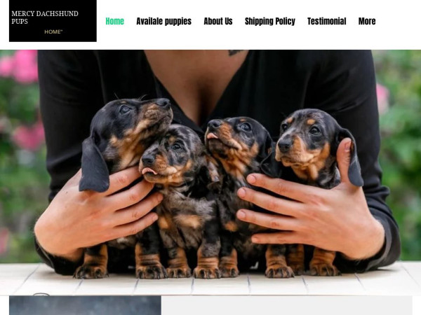 Prolificdachshund.com - Dachshund Puppy Scam Review